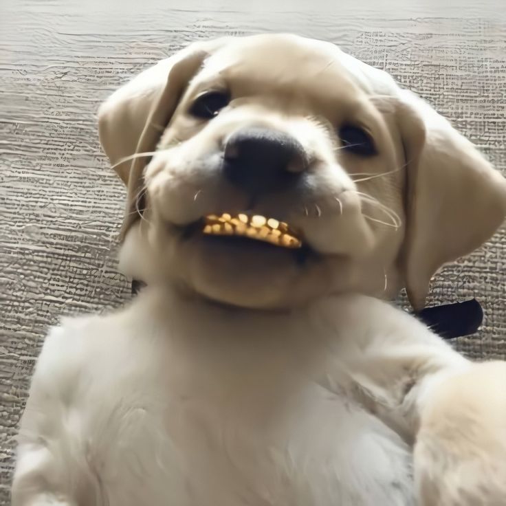 Kai P.